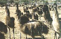 Emu Farm