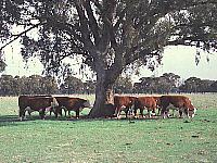 Cattle sheltering under a gum tree